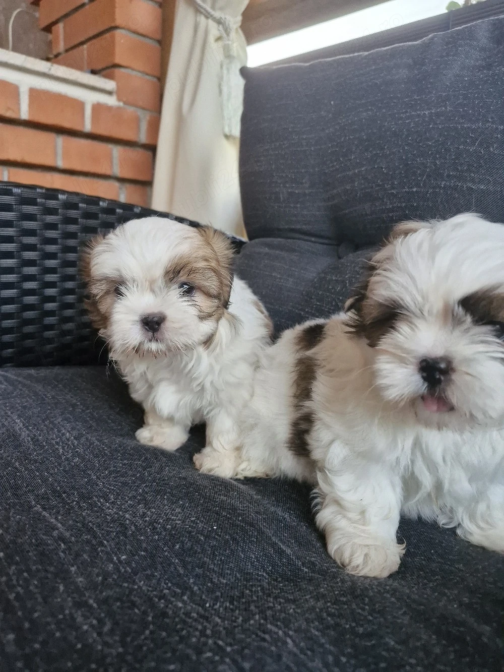 Shih tzu   
