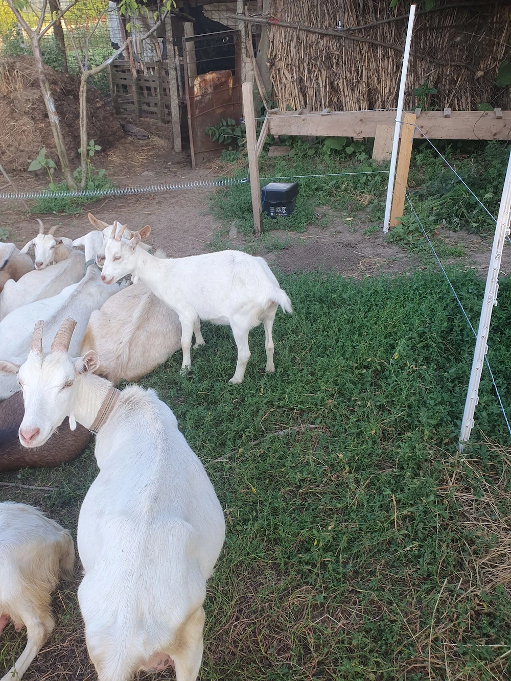 Capre si tapi rasa Sanen
