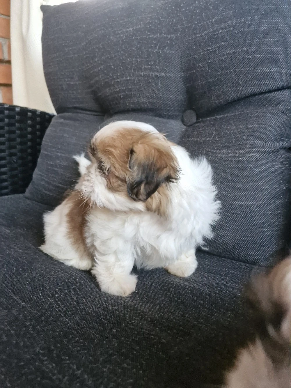 Shih tzu   