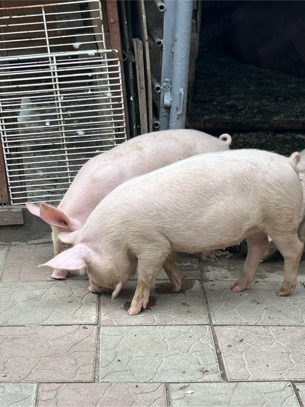 Purcei de vanzare