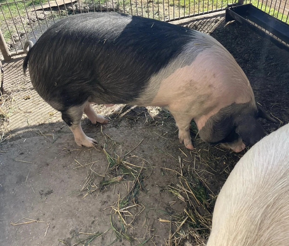 Porc de casă de vânzare 
