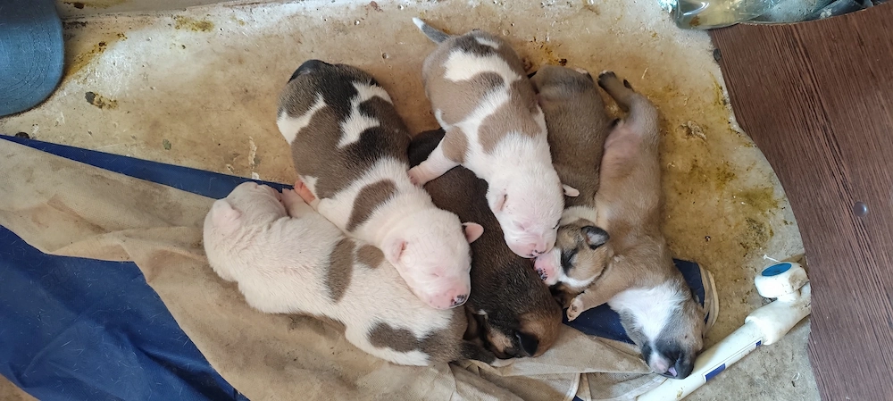 Donez căței Amstaff 