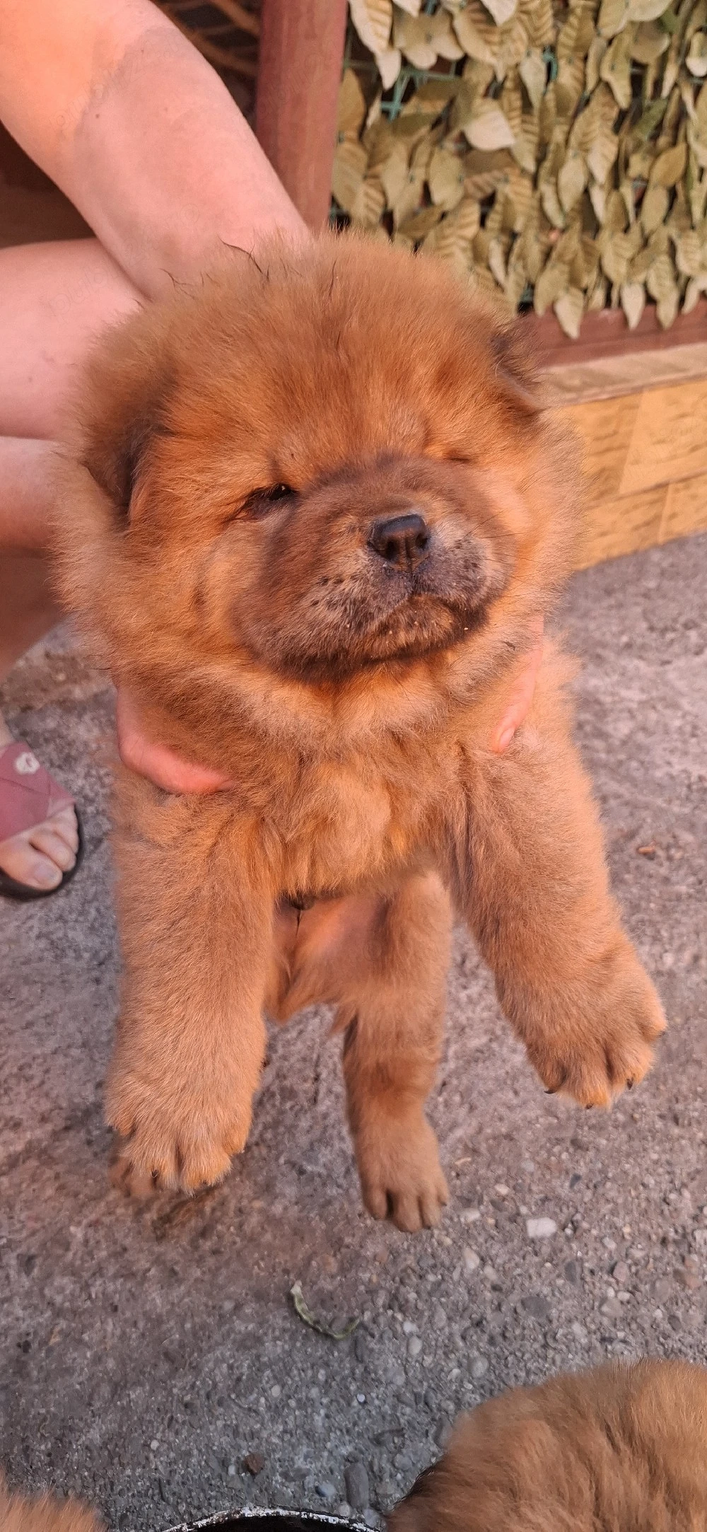 cățeluși chow chow 8 săptămâni vaccinați carnet de sănătate 