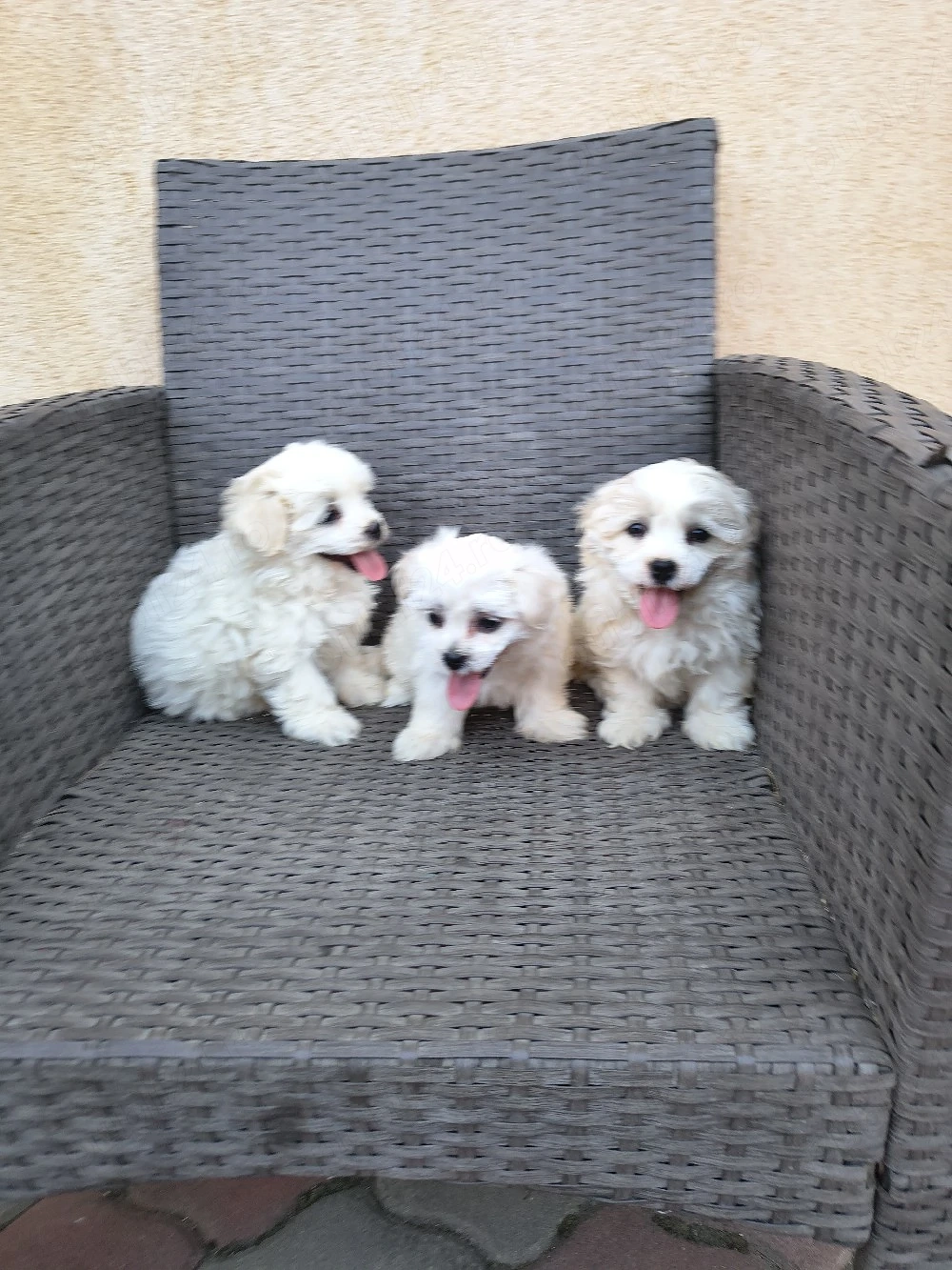 căței bichon