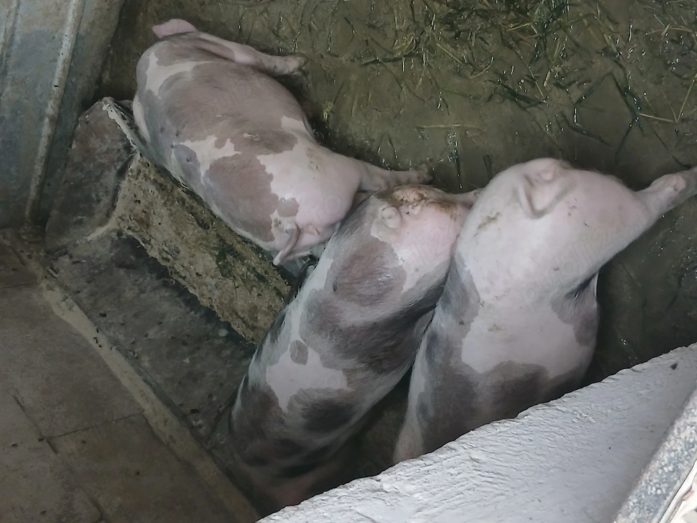 Vând purcei, godani,  rasa de carne pietrean 