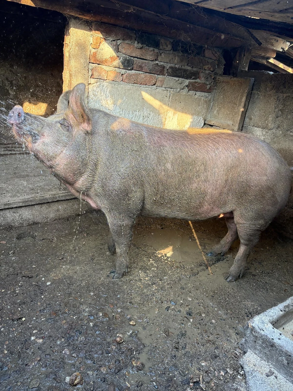 Vand porc gras rasa durog 