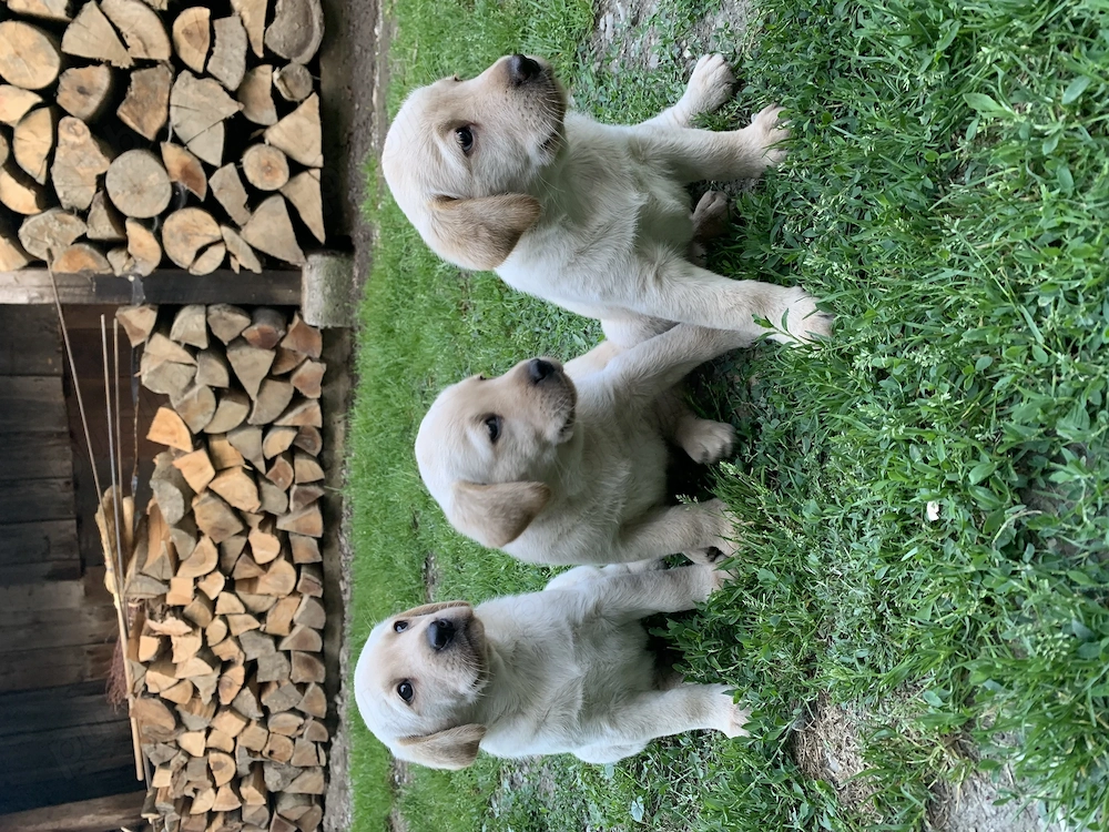 Pui labrador  retriever