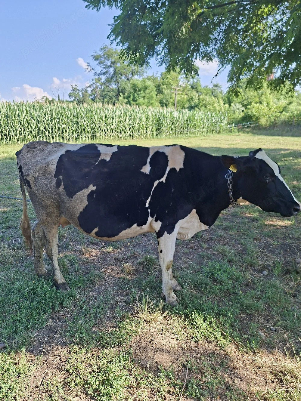 Vând vacă holstein 