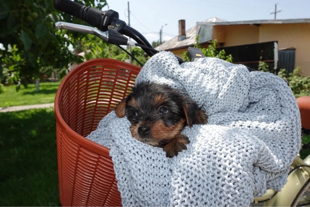 Catei Mini toy yorkshire Terrier