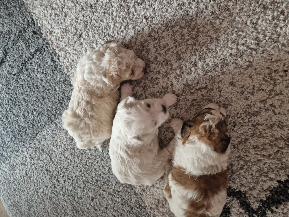 Catelusi Bichon