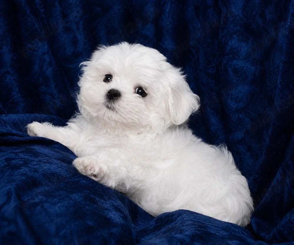 Bichon Maltez