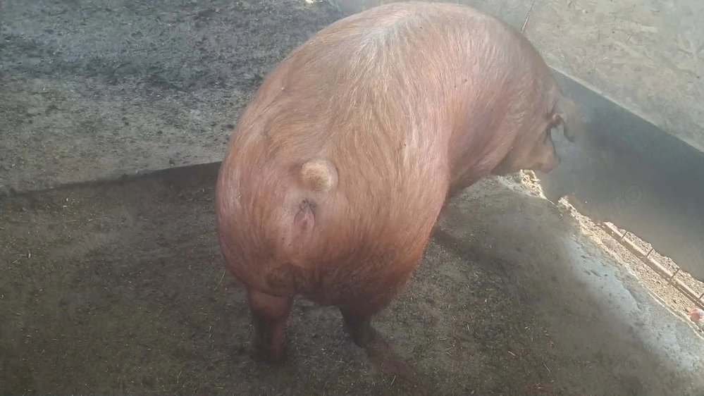 Scroafa duroc de vanzare