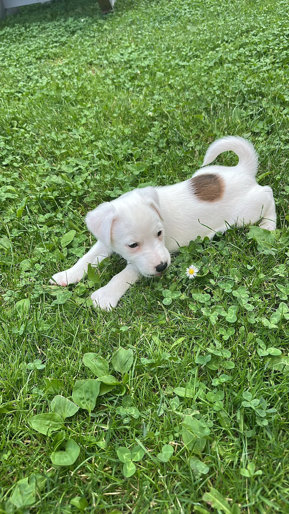 Pui Mascul Jack Russel - Tibo