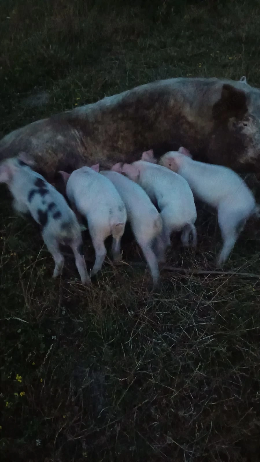 Scroafa cu purcei de 6 săptămâni de vânzare 