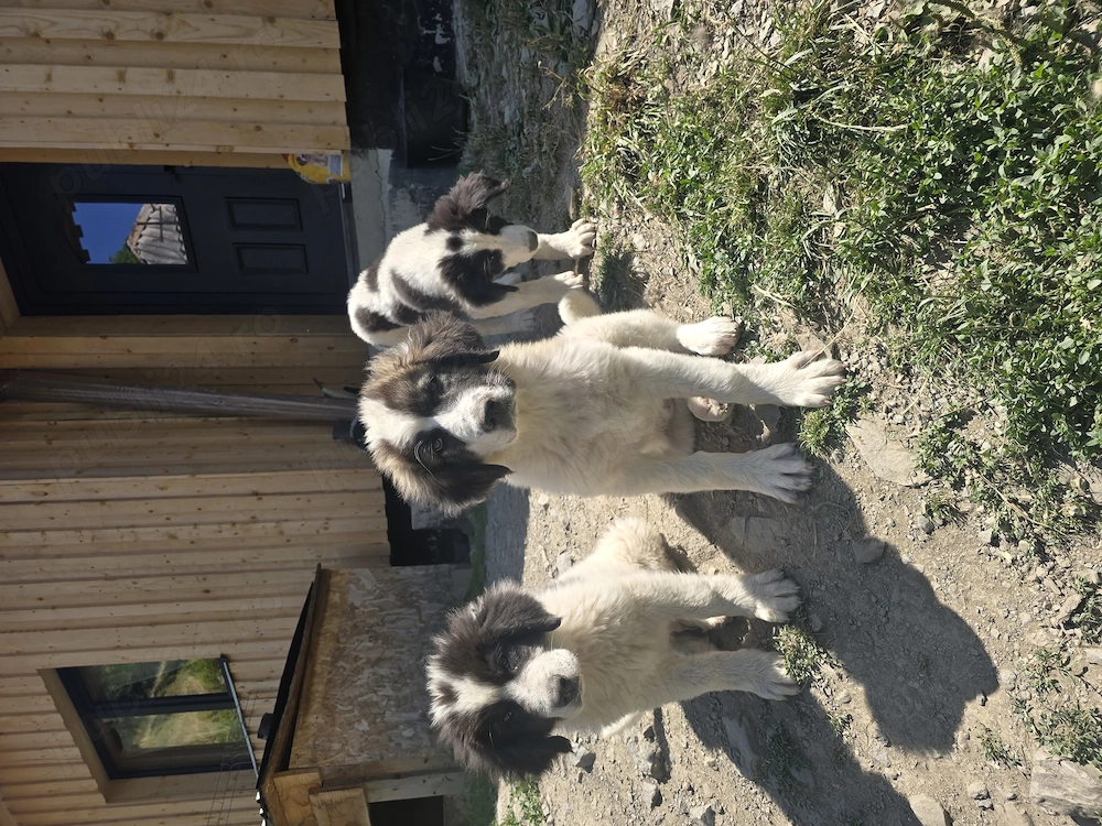 Catei Ciobanesc de Bucovina