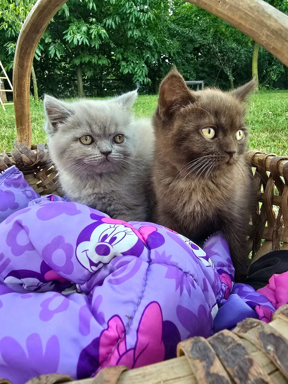Brithis 2 băieți 
