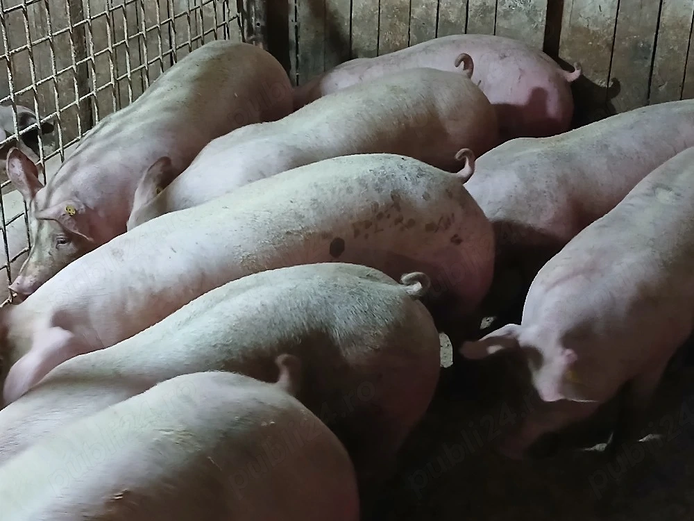 porci de carne 
