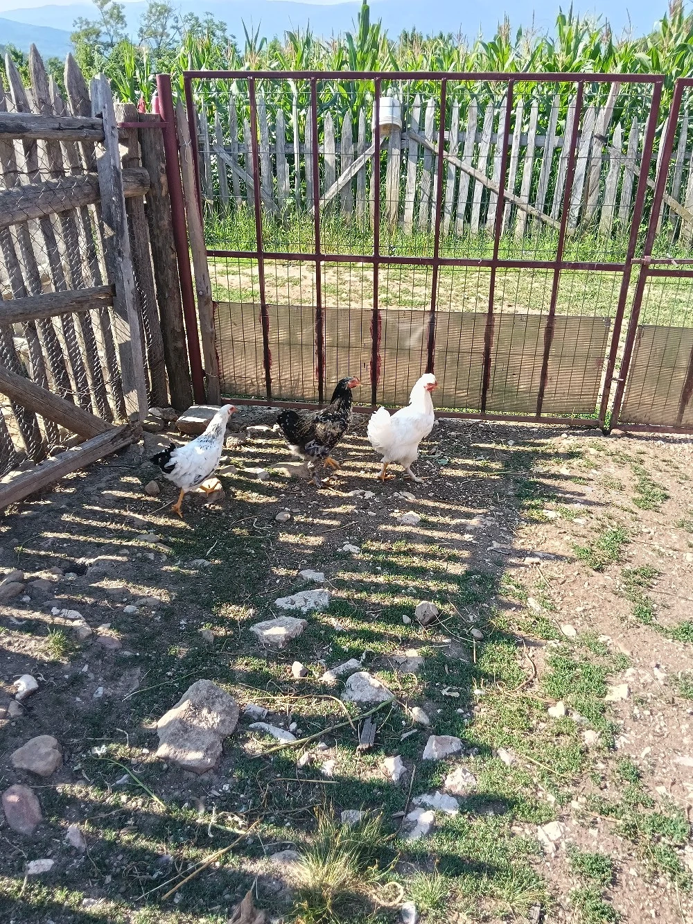 Pui de vânzare 