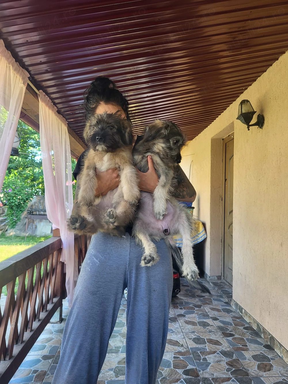 Donez pui ciobănesc catalan 