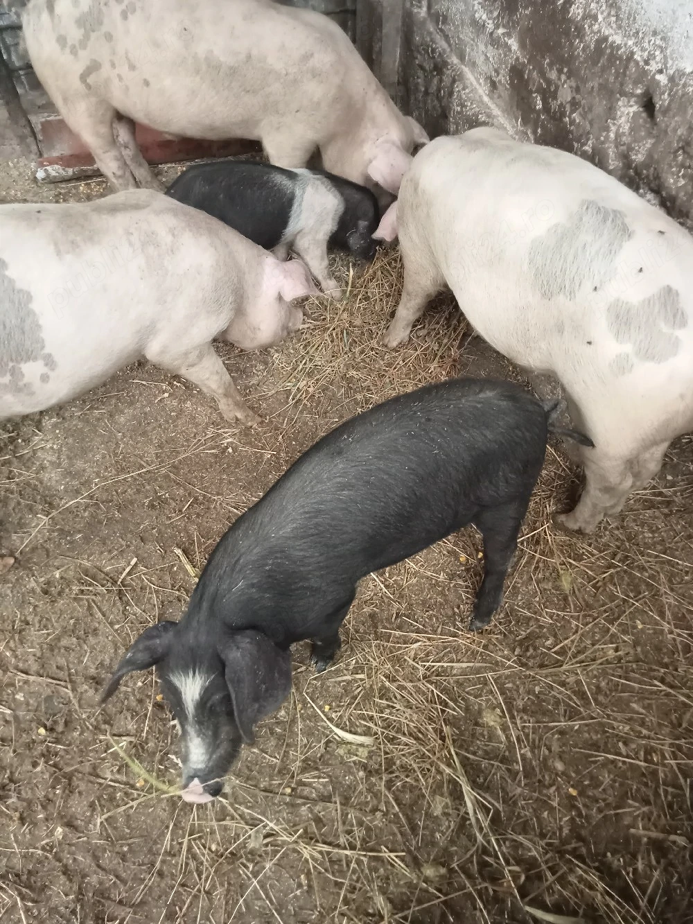 vând două purcele la sase săptămâni 