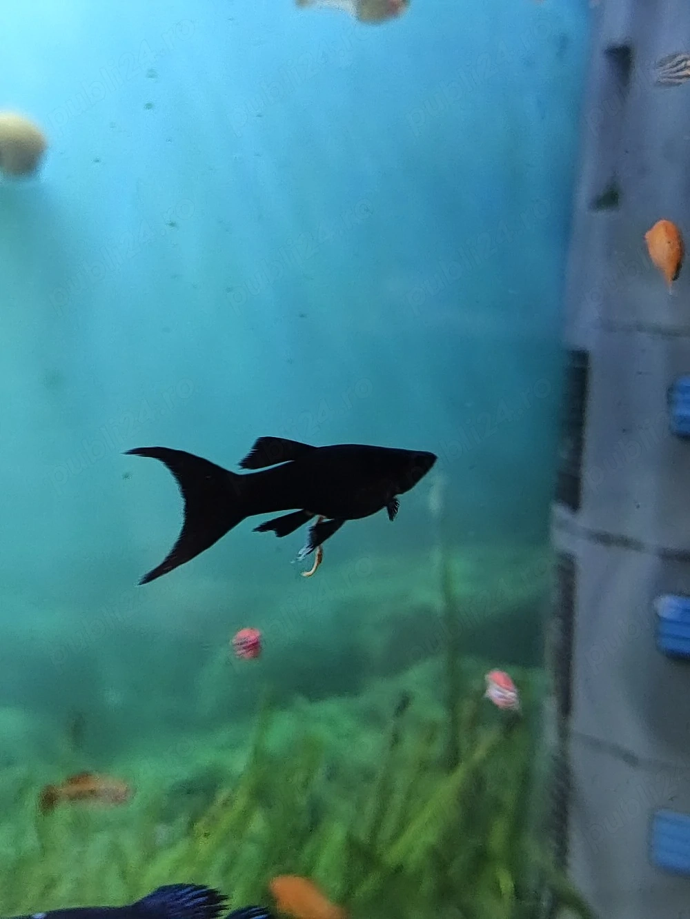 Pesti exotici de acvariu molly xifo tetra zebre