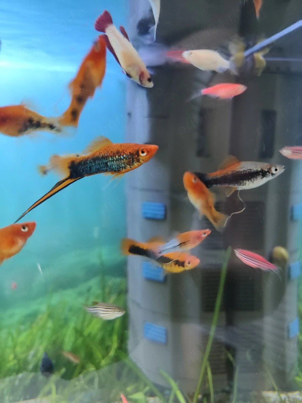 Pesti exotici de acvariu molly xifo tetra zebre
