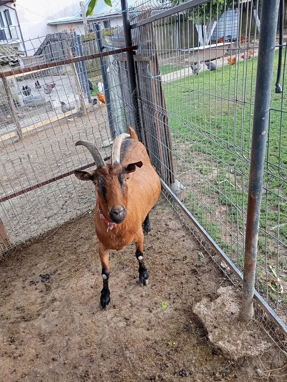 Căpriță cu coarne bună de lapte