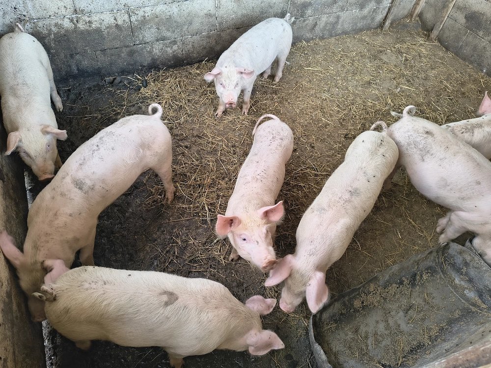 Porci de vânzare !