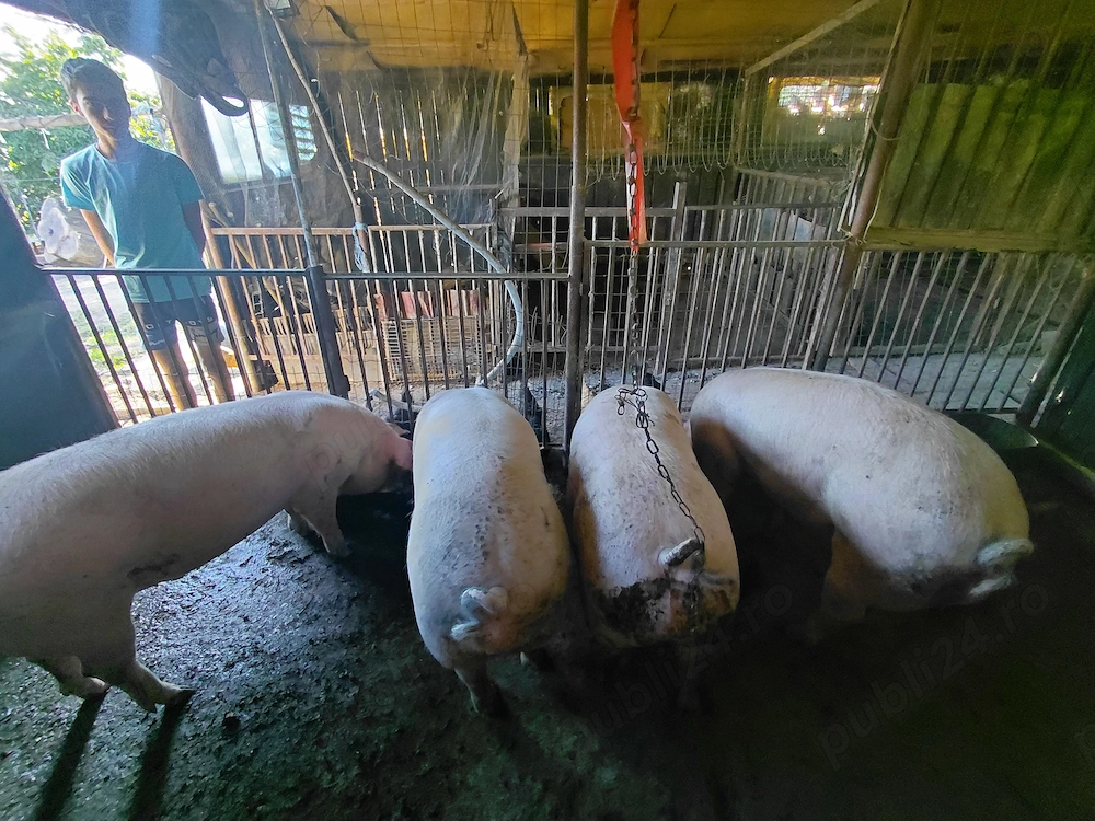 Vand 4 porci mascori 
