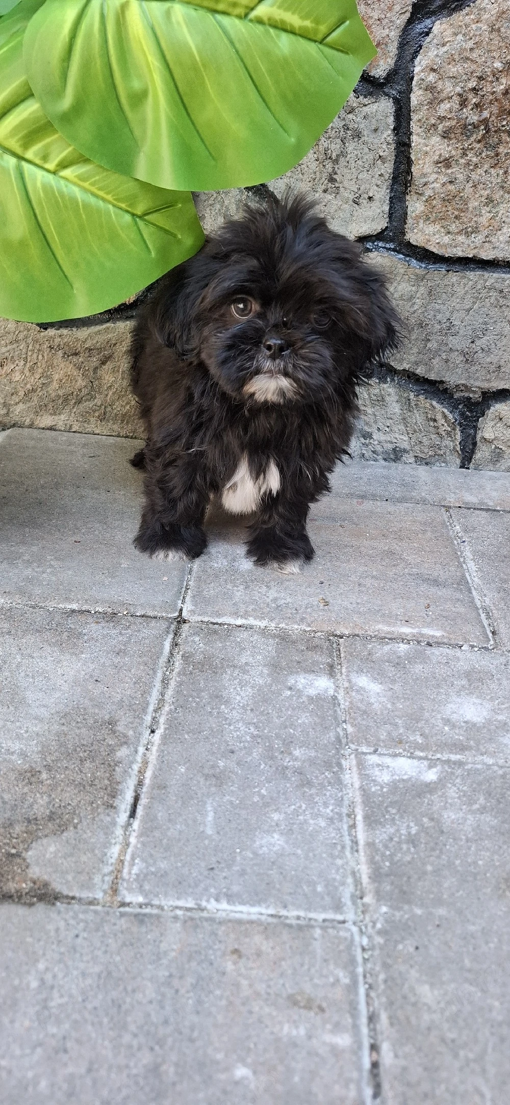Cățel shih-tzu 