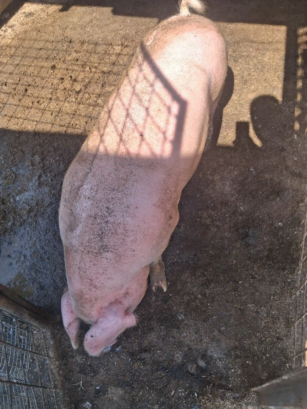 porc castrat 70 kg +  