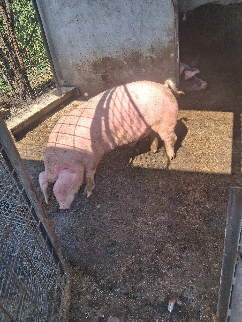 porc castrat 70 kg +  