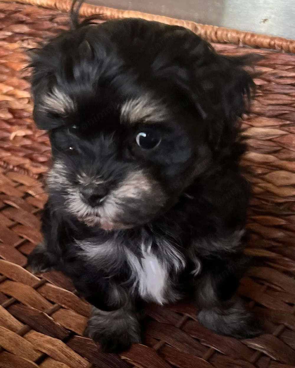 Bichon havanez fetita