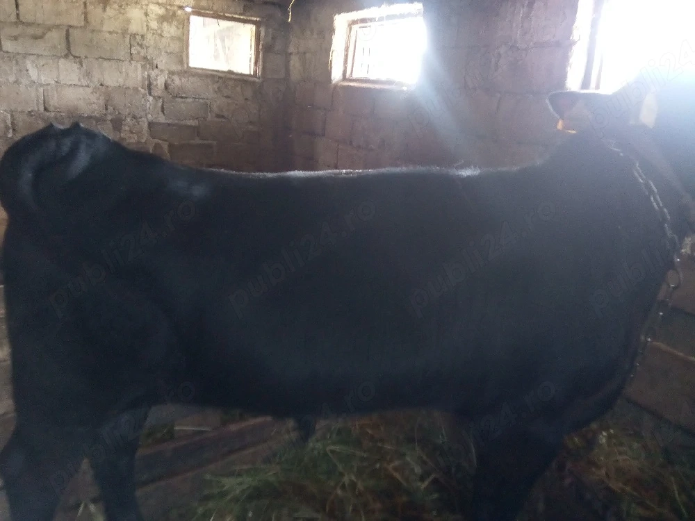 Vand vitel Angus