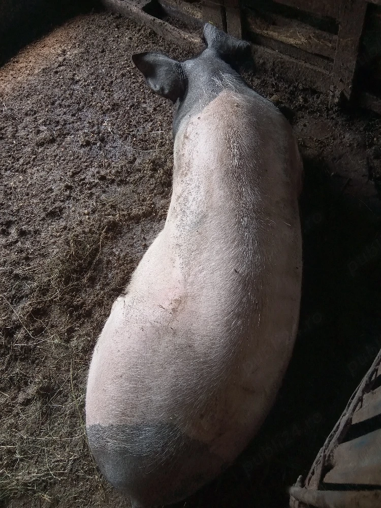 Schimb porci pe iede 