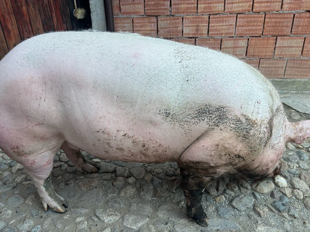 vand porc de carne