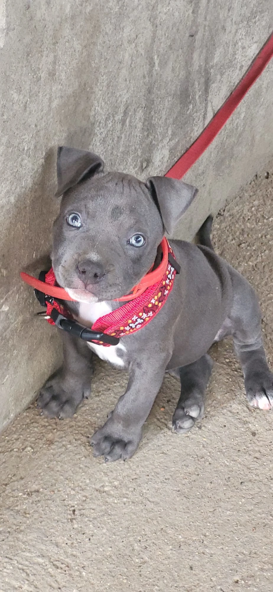 Amstaff blue 2 luni