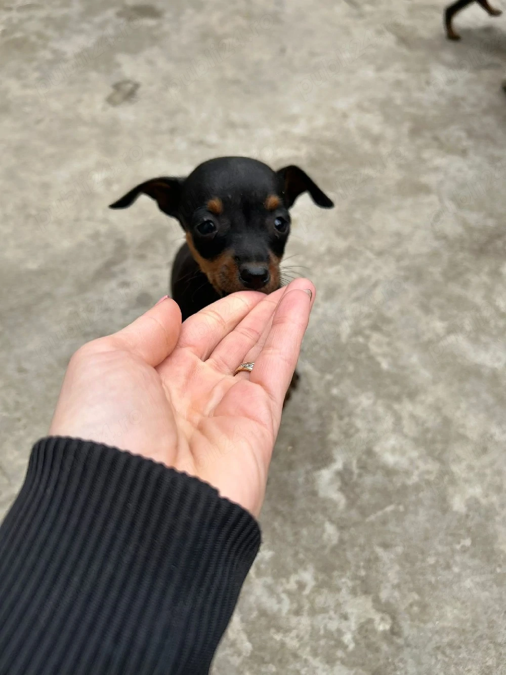 pinscher pitic toy de vanzare caine de apartament