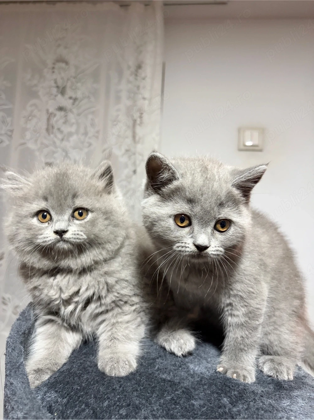 Pui British Shorthair Longhair
