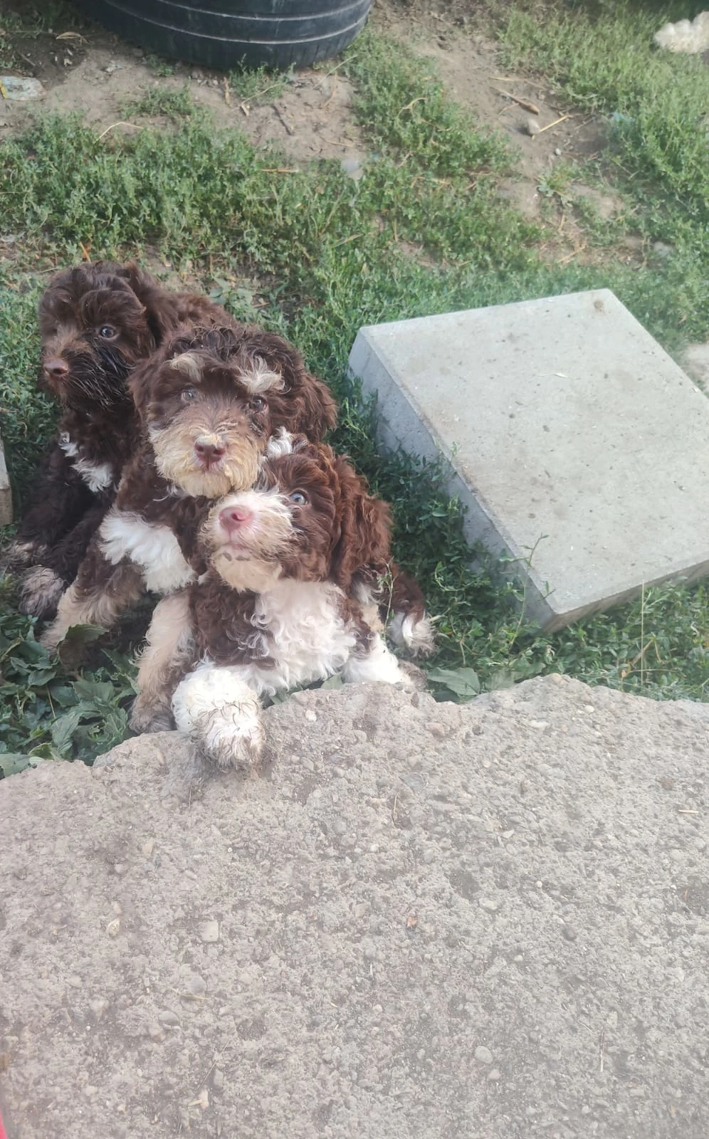 Lagotto romagnolo 