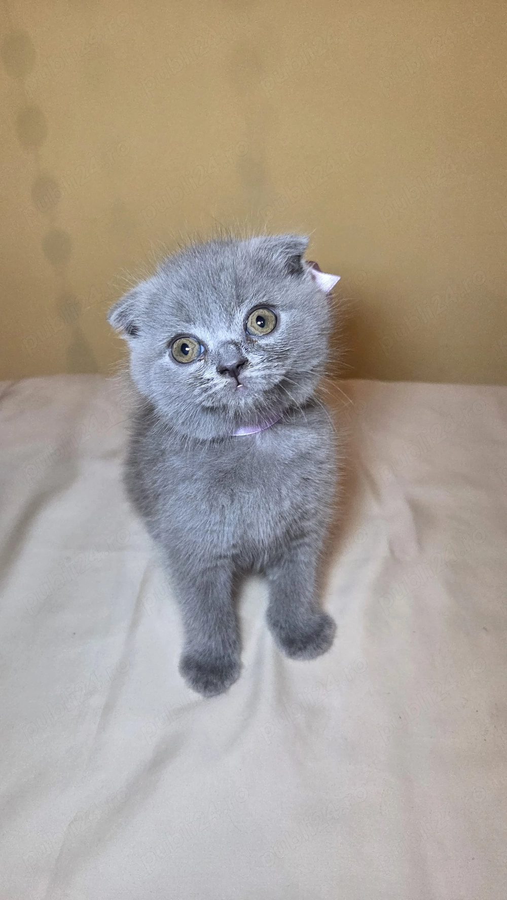 Fetiță Scottish Fold  Disponibila pentru rezervare!