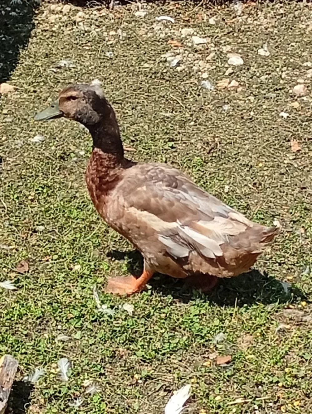 Rățoi de vânzare - Schimb 