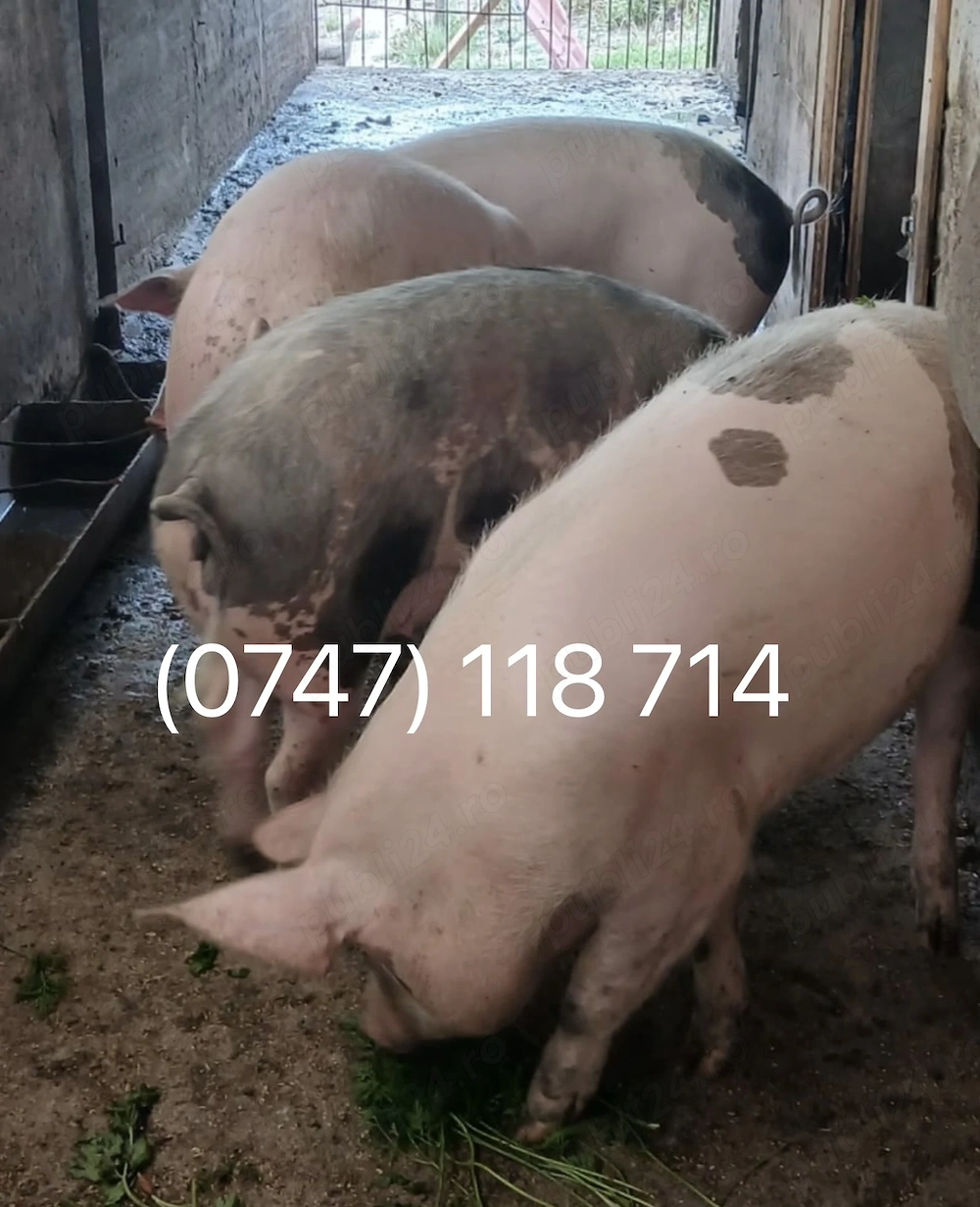 Vând porc. Detalii la numarul de telefon