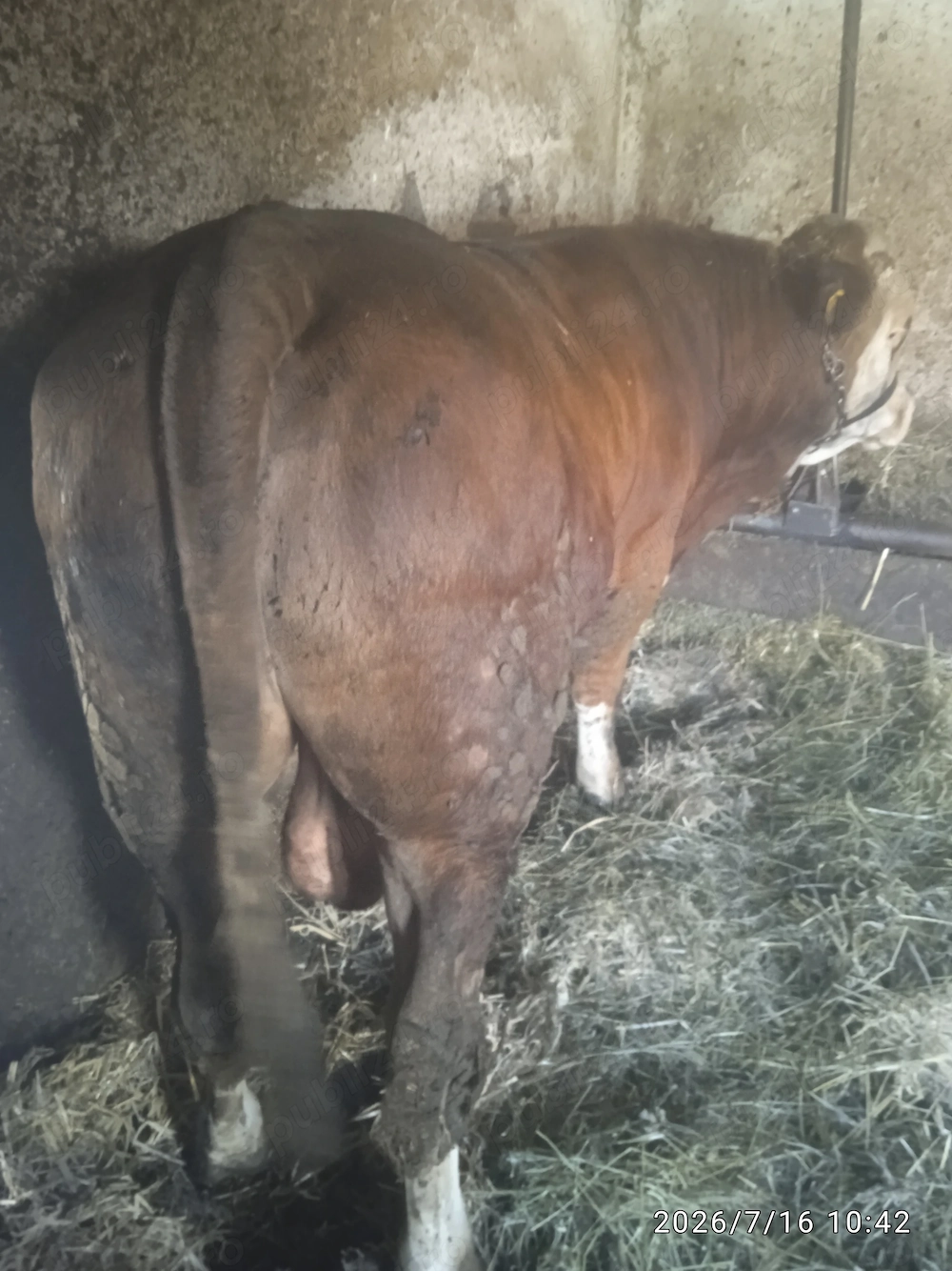 TAUR+viței bălțați 