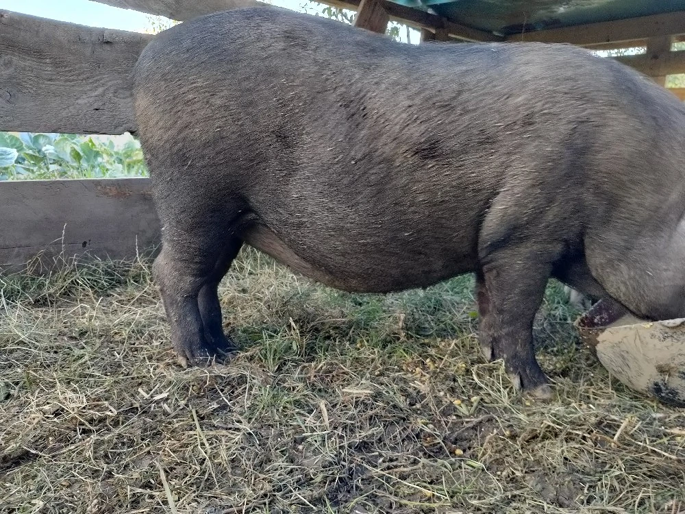 porci vietnamezi 