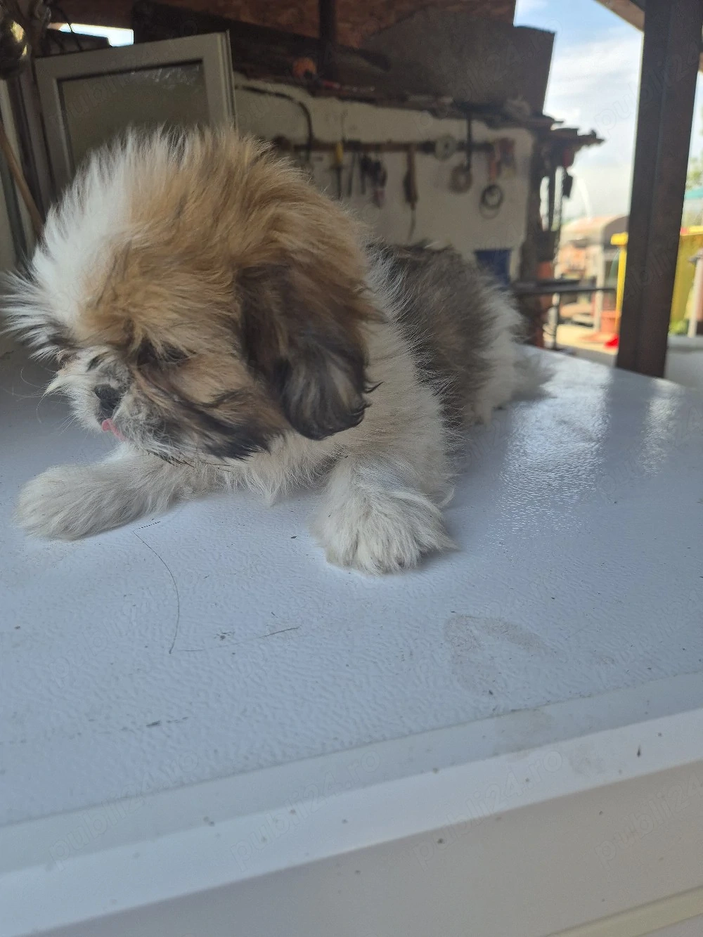 Shih Tzu Baietel