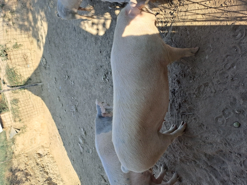 Porc de vânzare 