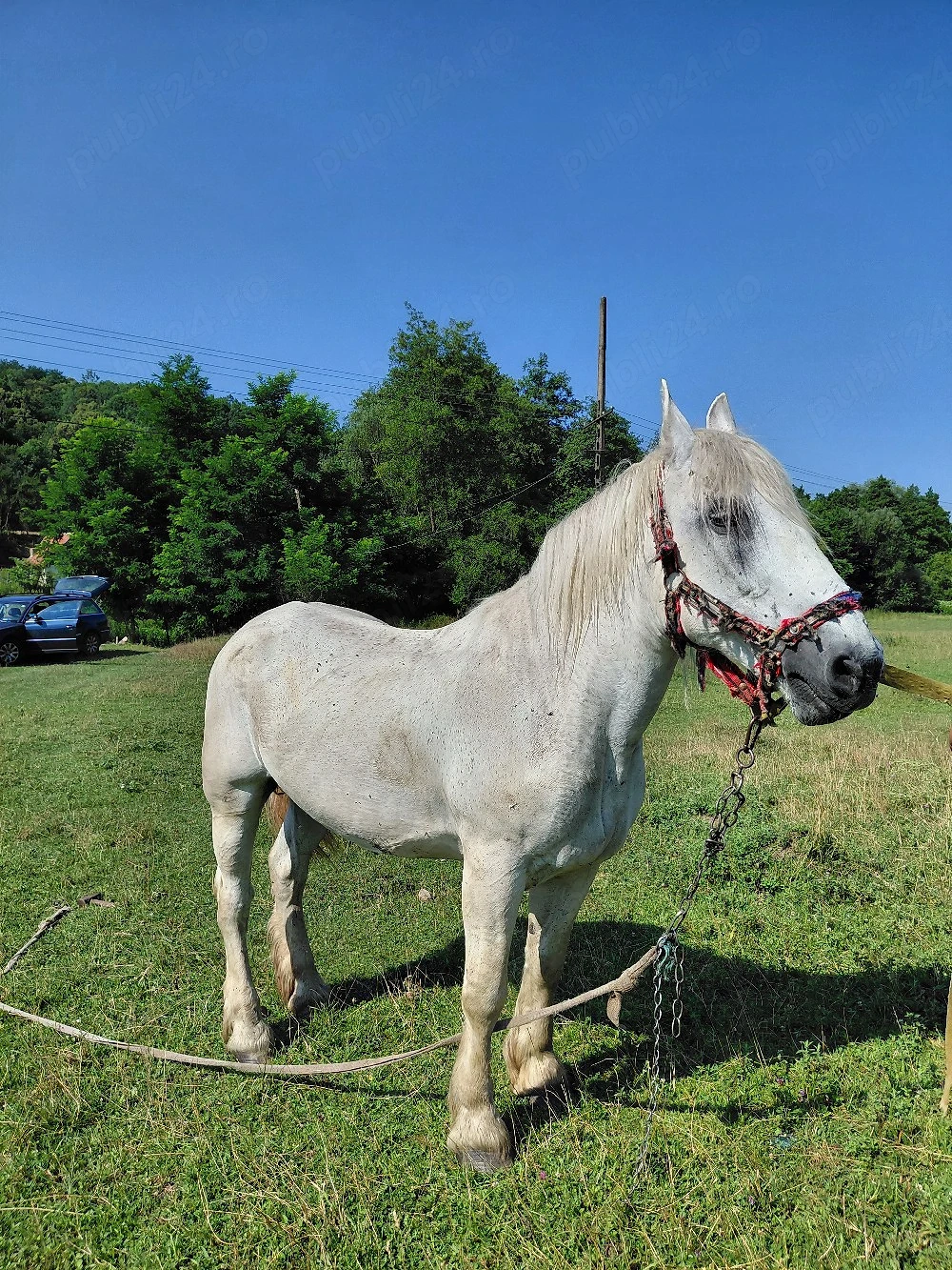 Iapă de vânzare 