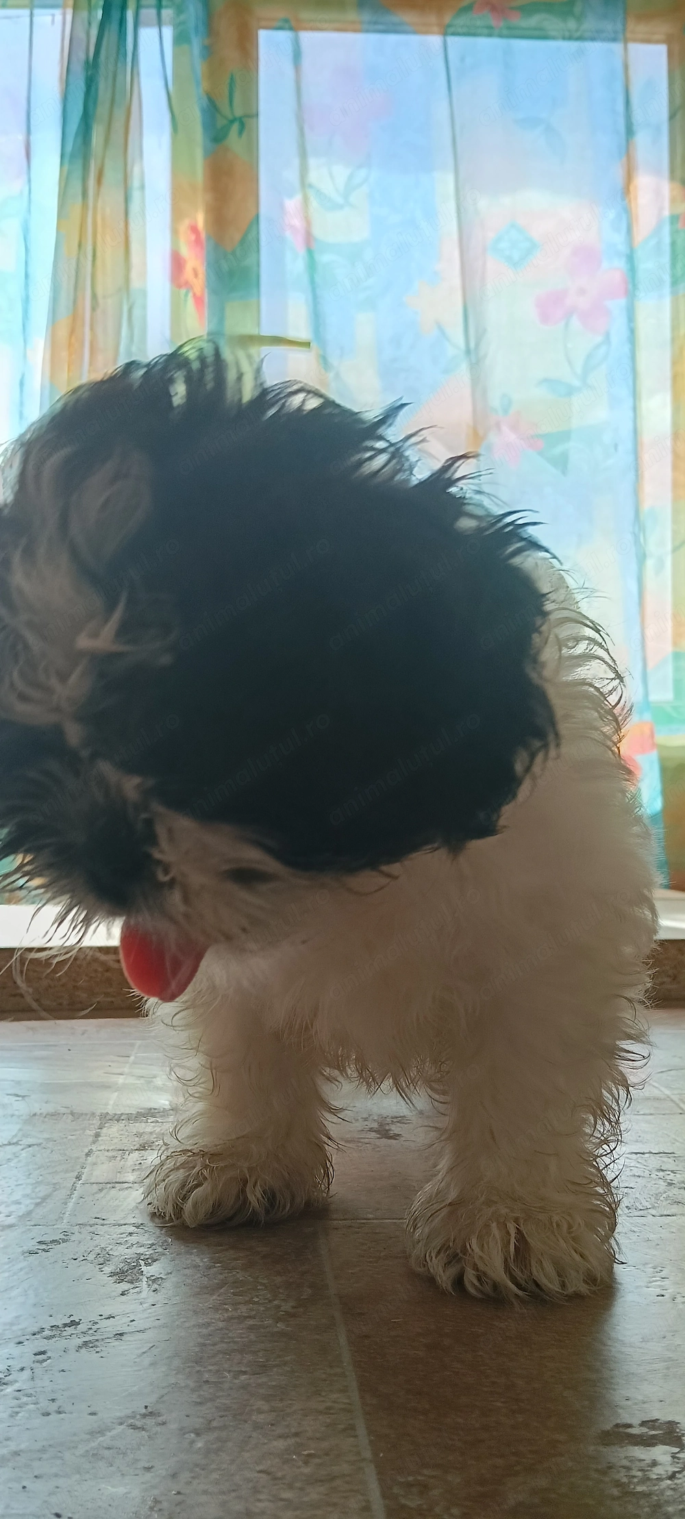 Fetiță shihtzu adorabilă 