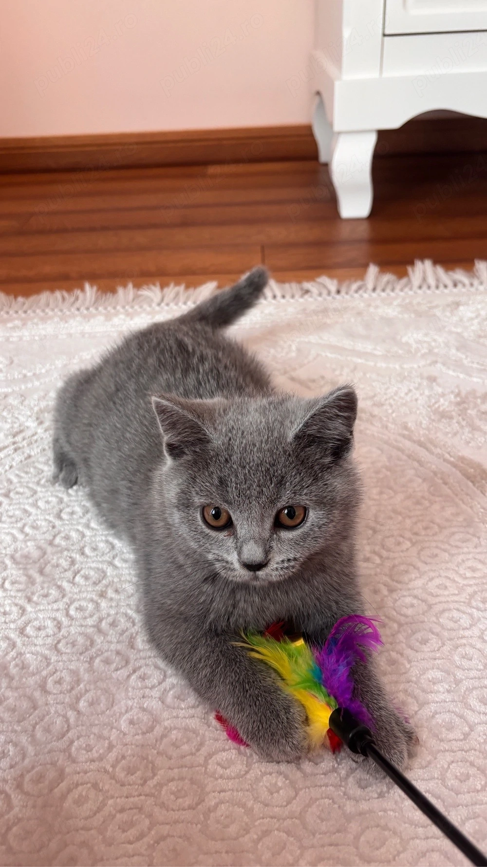 Pisici british shorthair 